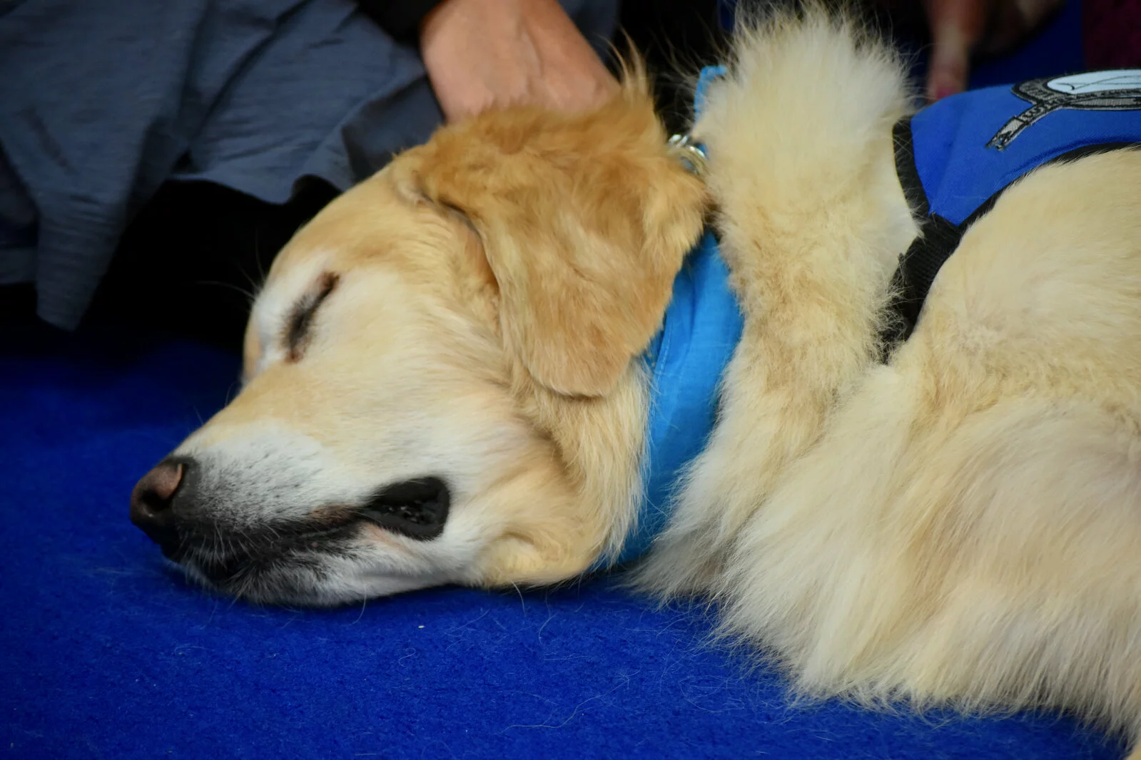 Students pet the golden retriever dog who is laying on the rug